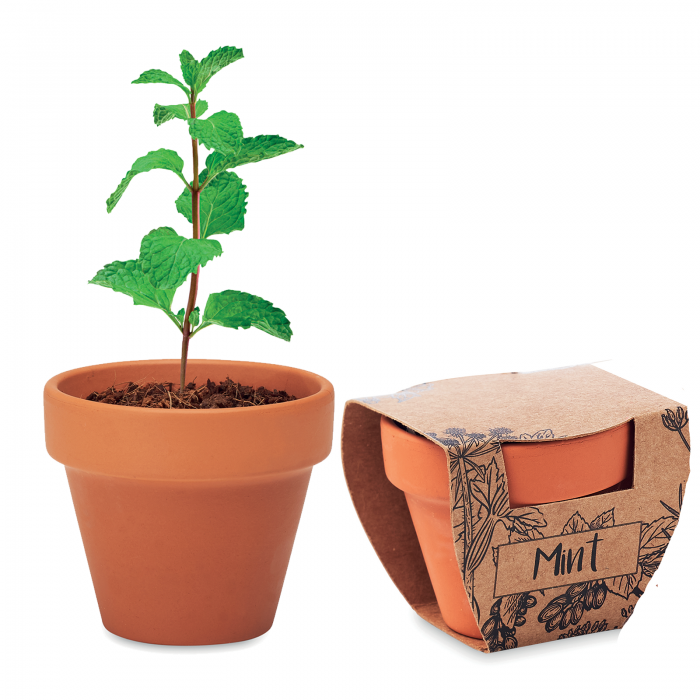 Kit Kertészkedés, Terrakotta Cserép Mentamagokkal, 5x6x5.5 cm